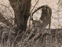 Bologonja_Seronera2009-68